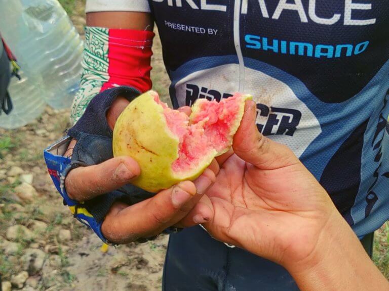 Radtour nach Jaruco - frische Guayaba vom Baum