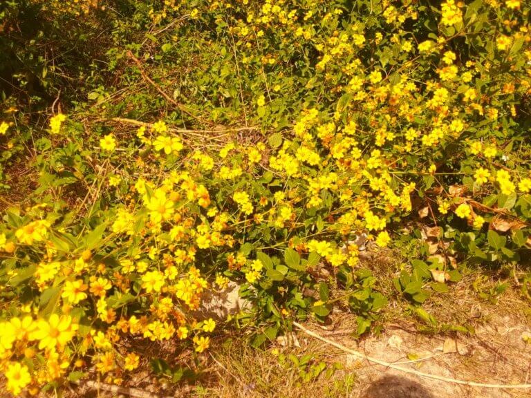 Gelbe Blumen im Wald von Cojimar