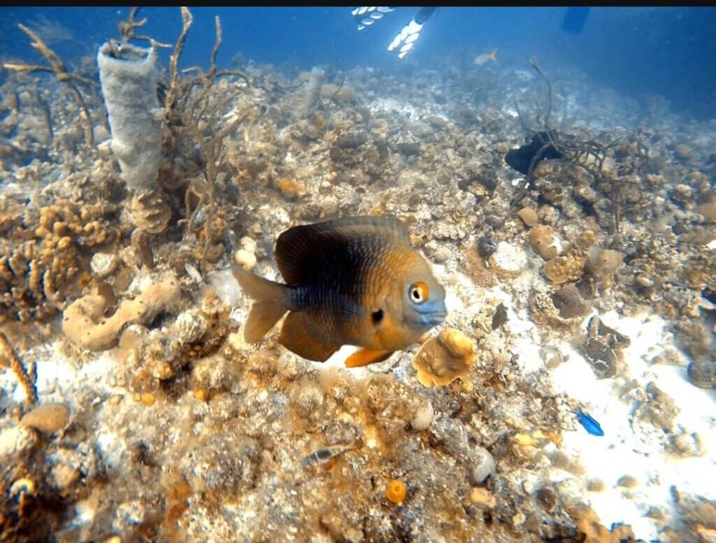 Fisch in Playa Giron